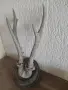 Еленови рога стари, снимка 2