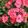 Phlox paniculata ‘Salmon’ (Флокс паникулата ‘Salmon’), снимка 1