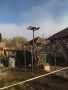 продавам млади гълъби кепета , снимка 4