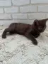 Британско късокосместо мъжко коте , снимка 3