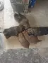 Пухквати пекинезчета, снимка 6