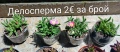 Семпервивум - дебелец / Делосперма / Ешеверия , снимка 7