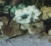Риби сиамски шарани( Catlocarpio siamensis), снимка 2