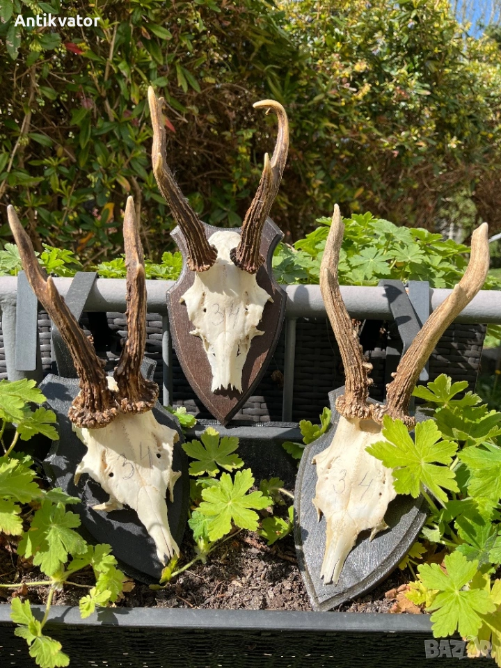 3 бр. трофеи от сръндак с дървени поставки, снимка 1