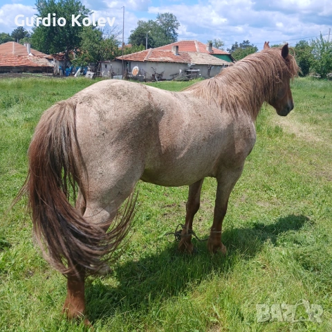 Млад кон, снимка 6 - Коне - 54710093