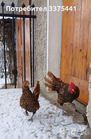 предлгам яйца за разплод от златен зибрайт , снимка 6 - Кокошки и пуйки - 54102636