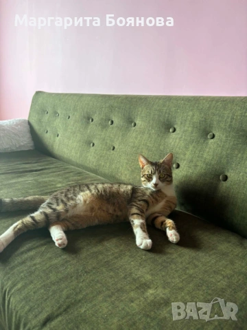 Мъжко коте, снимка 4 - Други - 54622033