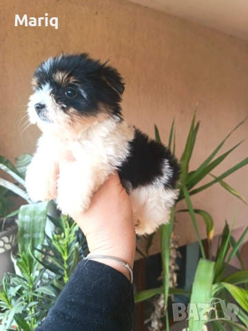 Бивер Йоркширски териер, снимка 4 - Други - 54296398