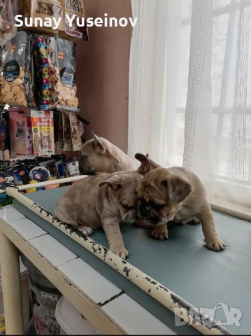 Френски булдочета (флъфи ген), снимка 9 - Френски булдог - 54108361