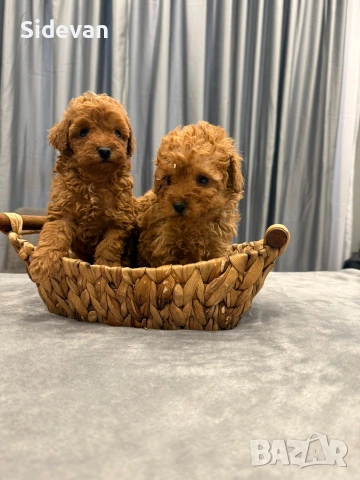 Пудел Той и Мини , снимка 3 - Пудели - 54177871