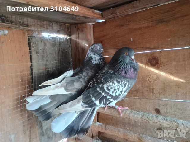 чифт николаевски гълъби, снимка 3 - Гълъби - 54007901