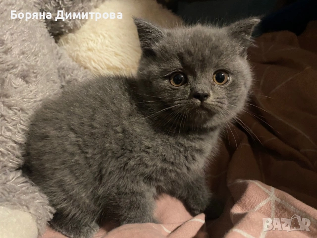 Британско късокосместо коте, снимка 3 - Британска късокосместа - 54629905