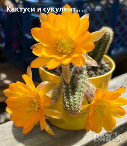 Кактус Chamaecereus Hybrid жълто оранжев цвят много красив цъфтеж