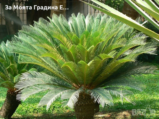 Цикас палма , снимка 2 - Декорация за дома - 54031988
