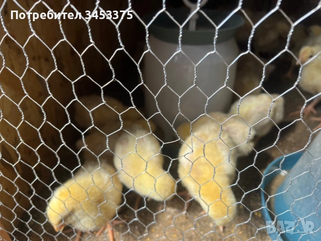 Продавам бройлерни пилета, снимка 2 - Кокошки и пуйки - 54236583