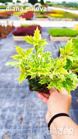 Османтус Гошики, Osmanthus heterophyllus Goshiki, снимка 6 - Градински цветя и растения - 54609924