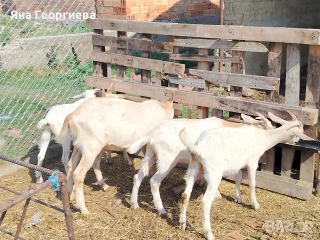 Продавам  домашно гледани ярета, снимка 2 - Кози - 55404245