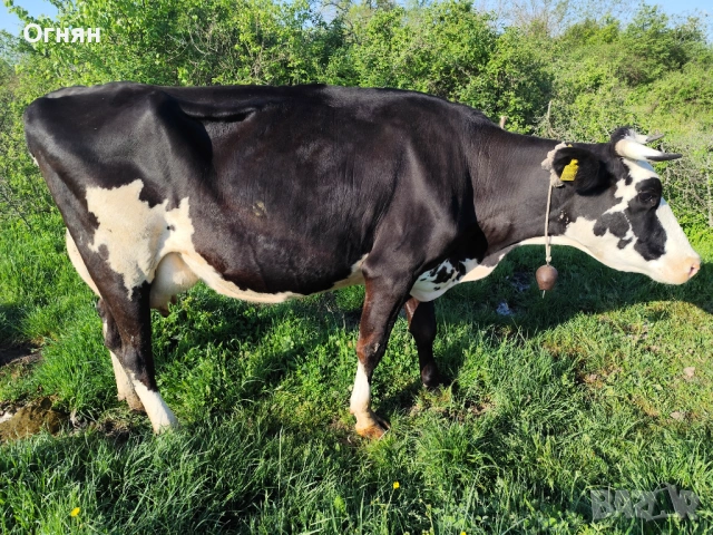Крава на 2 мес отелена 30 литра мляко