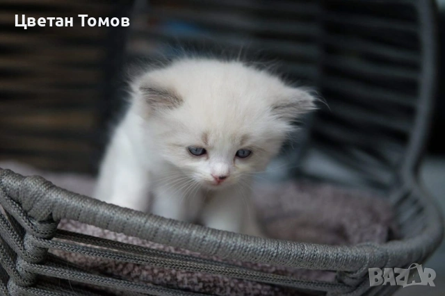 Чистокръвни котенца РАГДОЛ търсят своите любящи семейства!, снимка 5 - Други - 54919101