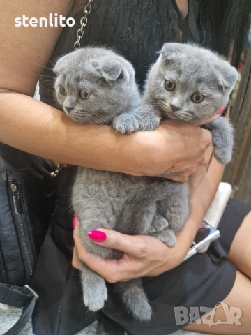 Шотландски клепоухи котенца на 2 месеца, снимка 2 - Британска късокосместа - 39100170