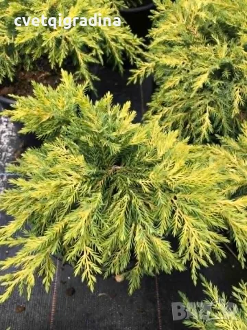 Juniperus ‘Gold Star’ (Хвойна ‘Gold Star’)