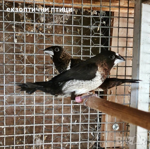 Продавам двойка Японски Амадини , снимка 4 - Амадини - 55165488