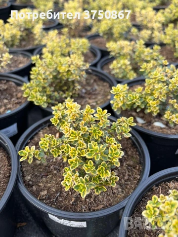 🌸🌿 💜 Мащерка / Timo limone variegato imp. , снимка 3 - Градински цветя и растения - 54380530