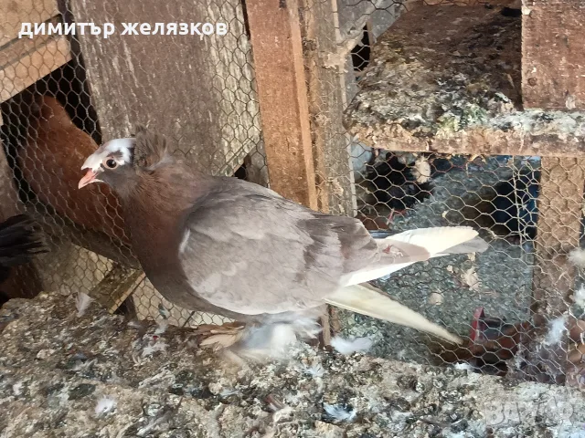 Гълъби демкежи топ качество , снимка 13 - Гълъби - 49071204