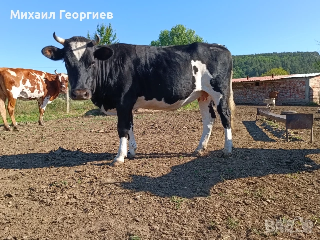 Продават се, снимка 7 - Крави - 54710130
