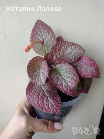 Еписция, episcia Strawberry patch, снимка 5 - Стайни растения - 55231149