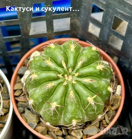 Кактус  Matucana Polzii, снимка 6 - Градински цветя и растения - 54593836