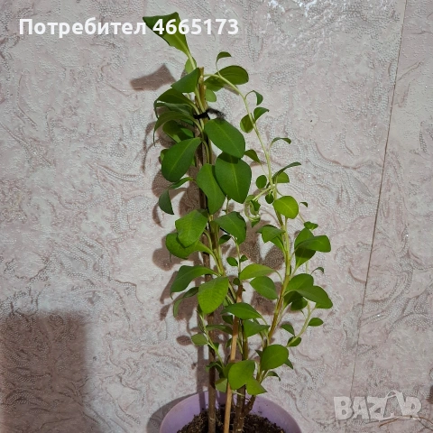 Еуфорбия/Христов венец Цвете, снимка 5 - Стайни растения - 54742956