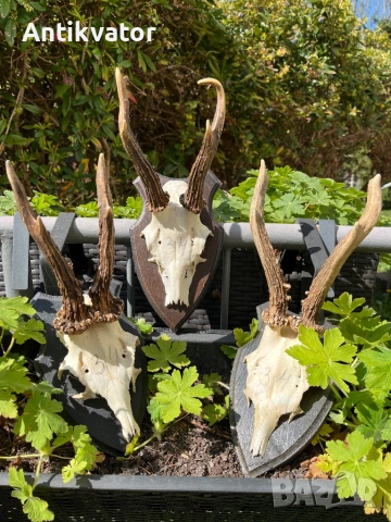 3 бр. трофеи от сръндак с дървени поставки