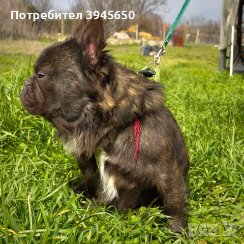 Fluffy френски булдог , снимка 2 - Френски булдог - 54034159