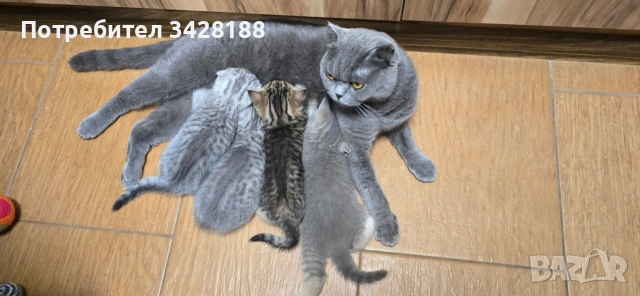 животни, снимка 5 - Британска късокосместа - 54595879