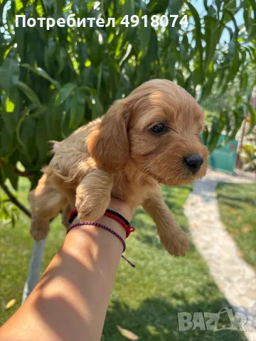 Кавапу & Cavapoo, снимка 3 - Други - 55655627