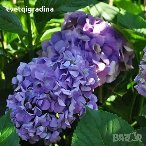 Hydrangea macrophylla ‘Yola’ (Хортензия ‘Йола’)