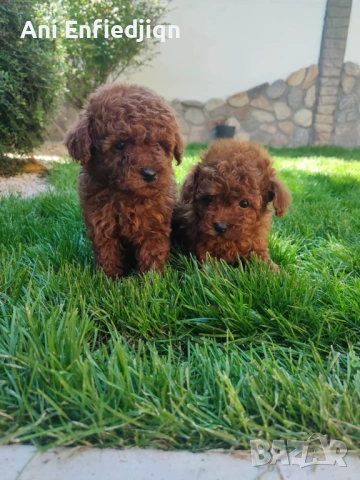 Пудел Той/Poodle Toy, снимка 9 - Пудели - 54553093