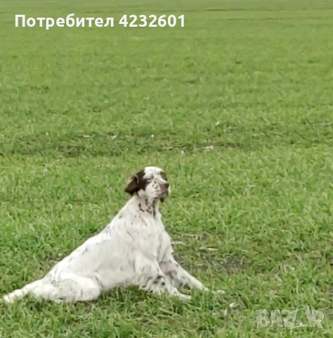 Английски сетер