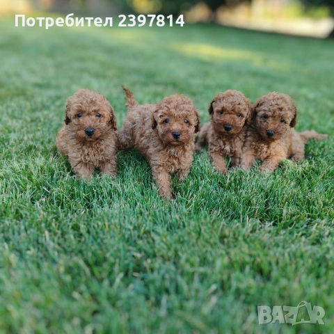 Пудел  Той/Мини