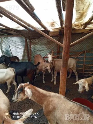Продавам кози за дамазлък, снимка 6 - Кози - 55626541