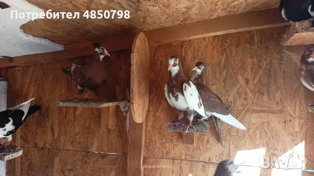  Гълъби на въртене  
