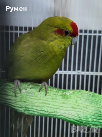 Чифт какарики, снимка 6 - Папагали - 54344774