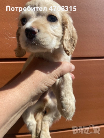 Кокер шпаньол игриво момче ваксина, снимка 7 - Кокер шпаньол - 54226067