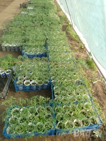 Продавам пикиран разсад домати, снимка 4 - Разсади - 54313046