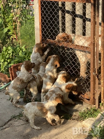 Бретонски шпаньол, снимка 8 - Бретон шпаньол - 55158150