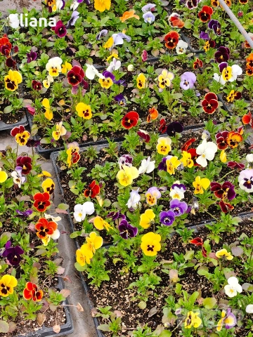 Продавам теменужки, снимка 5 - Градински цветя и растения - 54018843