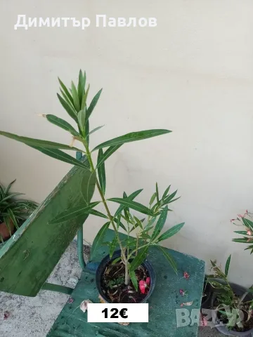 Зокуми,Олеандри,Лян, снимка 4 - Градински цветя и растения - 51546447