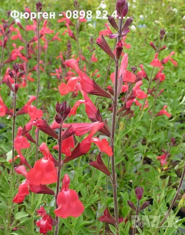 Салвия (Salvia greggii) 'Lipstick', снимка 2 - Разсади - 55344482