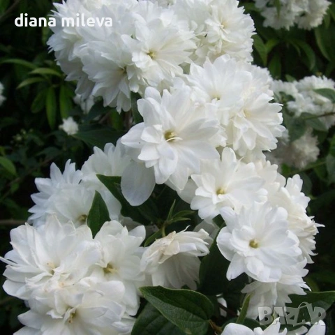 Филаделфус или още Булченски венец, Philadelphus Minnesota Snowflake, снимка 2 - Градински цветя и растения - 54693488